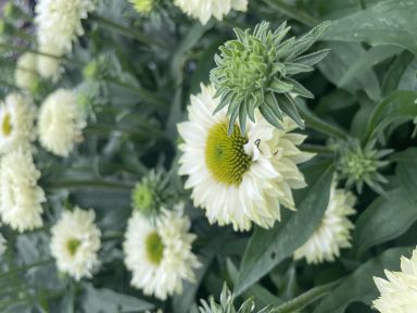 Sunseekers White Perfection Coneflower/ Echinacea in 4 Inch Pots (one plant per pot) Deer Resistant!